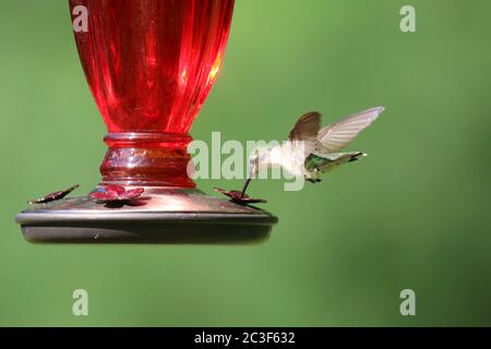 Female Ruby Throated Hummingbird Archilochus colubris feeding from a hummingbird feeder in summer