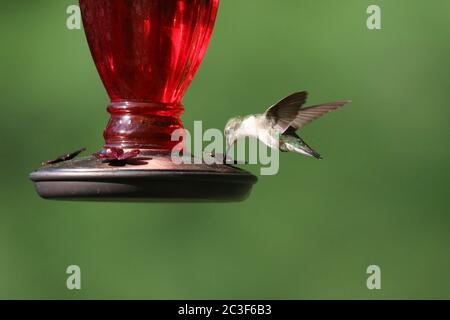 Female Ruby Throated Hummingbird Archilochus colubris feeding from a hummingbird feeder in summer
