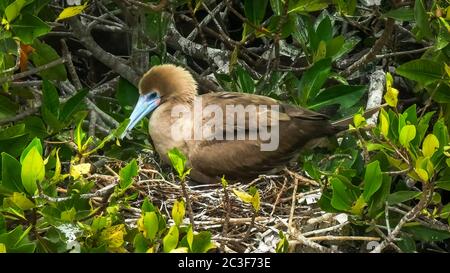 close up of a nesting red red footed booby on isla genovesa in the galapagos Stock Photo