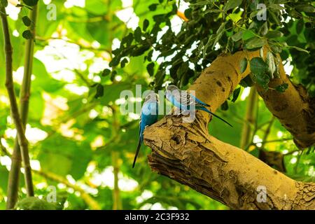 Two blue parrots perched in a tree Stock Photo
