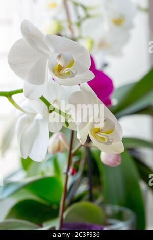 Fragment of blooming white and pink orchids. Stock Photo