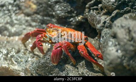 sally lightfoot crab feeding at santa cruz galapagos Stock Photo