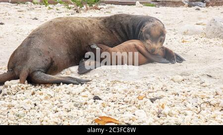 mother tends to her baby sea lion on a beach at isla genovesa in the galapagos