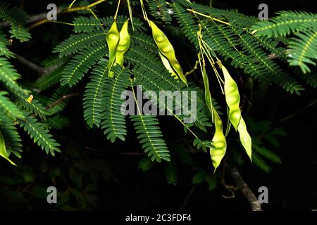 Seed pods and leaves of a Mimosa tree (Albizia julibrissin Stock Photo ...