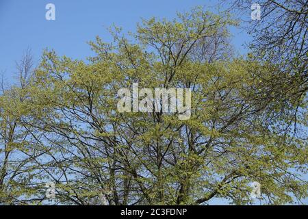 Carpinus betulus, Hornbeam Stock Photo