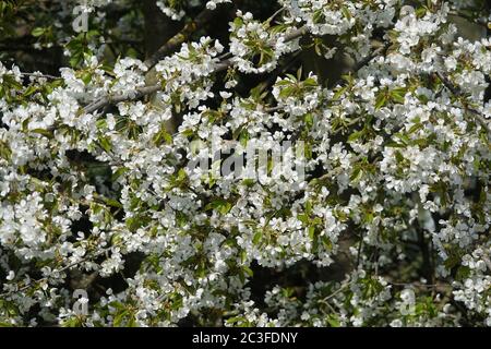Prunus avium, Sweet Cherry Stock Photo