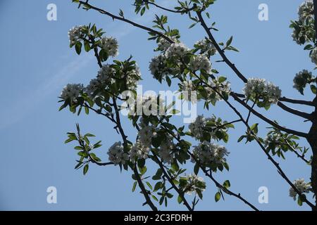 Pyrus communis, Wild Pear Stock Photo