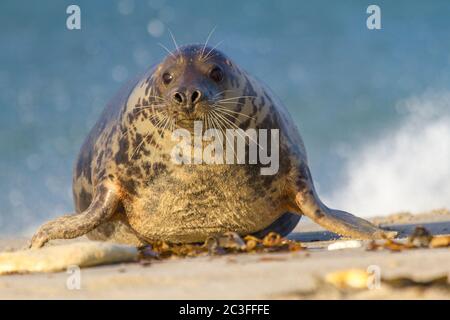 Grey seals (Halichoerus grypus) at Helgoland, Germany Stock Photo