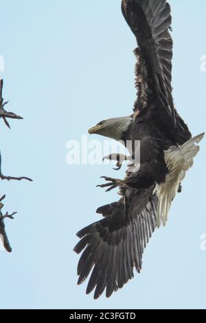 Adult Bald Eagle Coming in for a landing on a dead tree. Stock Photo