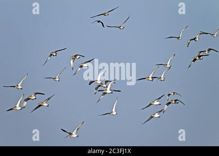 Curlew flock of birds in flight Stock Photo