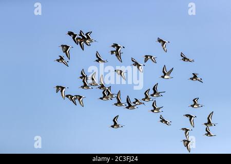 Eurasian Oystercatcher a flock of birds in breeding and non-breeding plumage Stock Photo