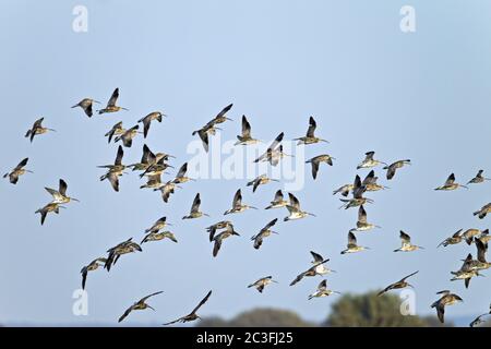 Curlew flock of birds Stock Photo