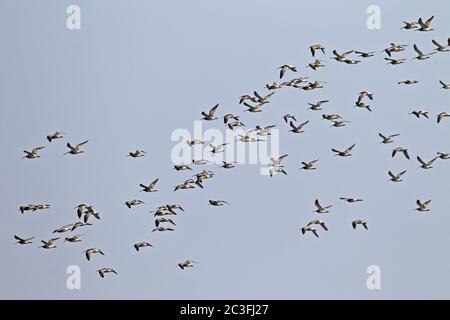 Curlew flock of birds in flight / Numenius arquata Stock Photo