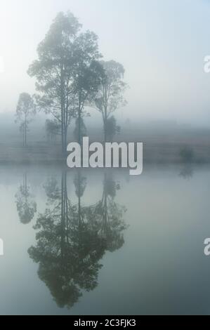 Gum trees reflected in the calm waters of a dam on a misty morning in the Hunter Valley region of New South Wales in Australia. Stock Photo