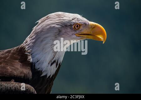 Close up of a Bald Eagle Stock Photo