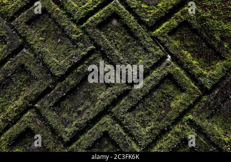 Old textured brick wall completely covered in moss Stock Photo