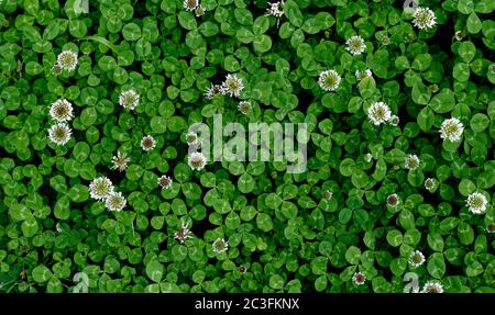 A patch of clover spotted with white flowers Stock Photo