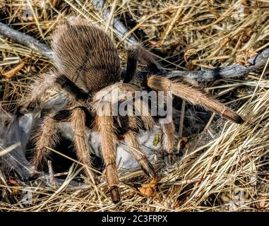 Brown Tarantula Stock Photo