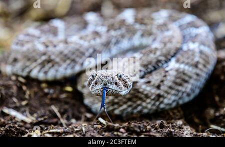 Rattler Showing Forked Tongue Stock Photo
