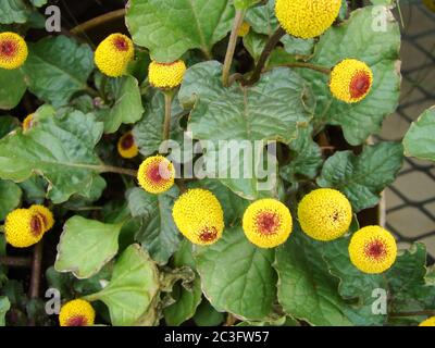 Fresh flowering para cress plant, Spilanthes oleracea Stock Photo