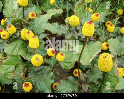 Fresh flowering para cress plant, Spilanthes oleracea Stock Photo