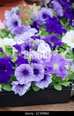 Blue Petunias in the tray,Petunia in the pot, Mixed color petunia Stock Photo