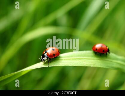 Two seven-spotted ladybugs on a blade of grass Stock Photo