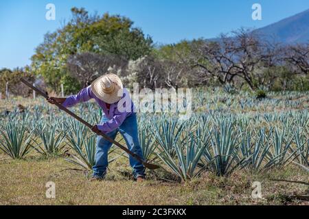 Worker in blue agave field in Tequila, Jalisco, Mexico Stock Photo