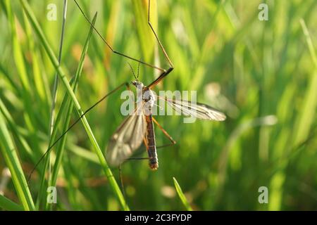 Close up of a crane fly Stock Photo