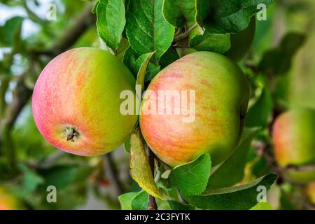 apples on a branch Stock Photo