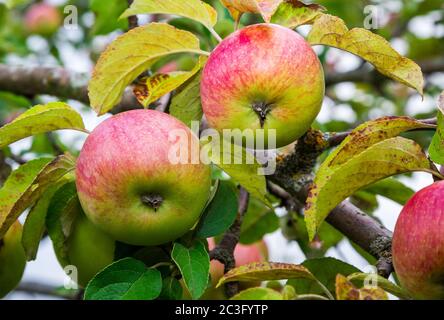 apples on a branch Stock Photo