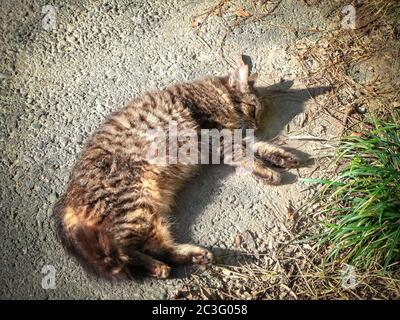 Street kitten lies on the ground and basks in the sun Stock Photo