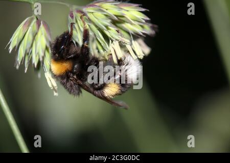 A bumble bee on the seeds of a grass plant. Stock Photo