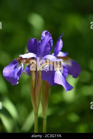 Garden with pretty flowering Siberian iris blossoms. Stock Photo