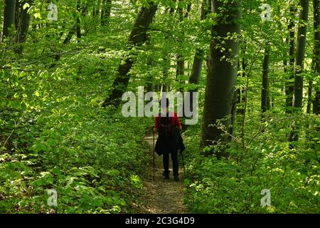 Hiking in spring through the beech forest, swabian alb Stock Photo