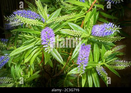 Green pointy leaves and violet colored flowers of the Koromiko (veronica salicifolia) shrub. Stock Photo