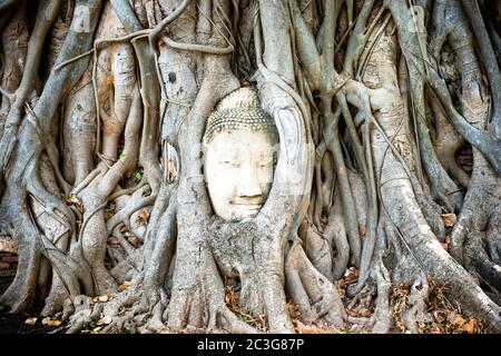 Buddha head in tree roots in ruins of Wat Mahathat temple. Ayutthaya, Thailand Stock Photo