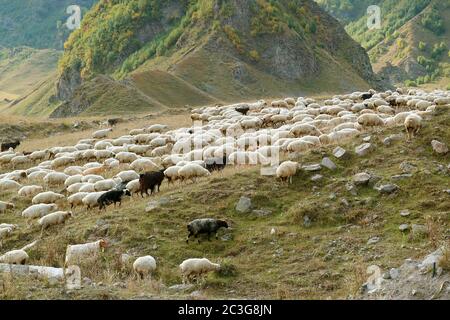 Flock of Sheep Grazing on the Slope of Caucasus Mountain in Georgia Stock Photo