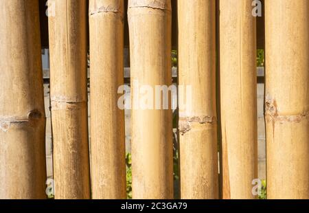 Bamboo Texture Background with Outdoor Warm Natural Light Stock Photo