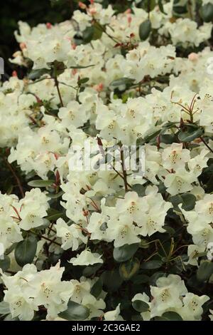 White flowering rhododendron - Rhododenron Williamsianum Stock Photo
