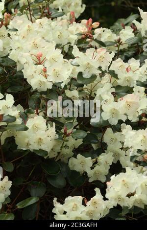 White flowering rhododendron - Rhododenron Williamsianum Stock Photo