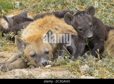 family of young hyenas at amboseli national park Stock Photo
