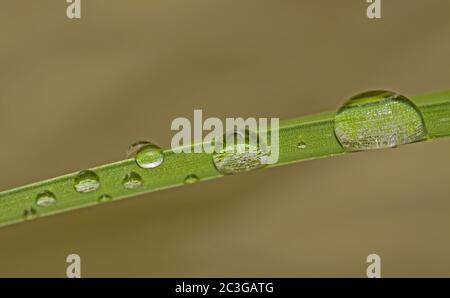 Drops of dew on a blade of grass Stock Photo