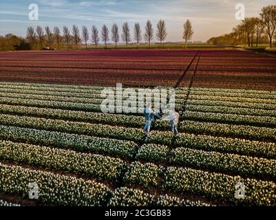 Drone aerial view from above at couple men and woman in tulip field, Noordoostpolder Netherlands, Bulb region Holland in full bl Stock Photo