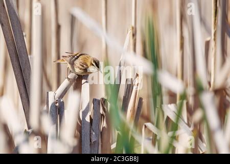 small song bird Sedge warbler, Europe wildlife Stock Photo