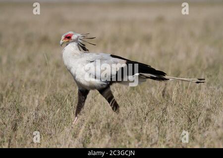 The Secretarybird or secretary bird (Sagittarius serpentarius) Stock Photo