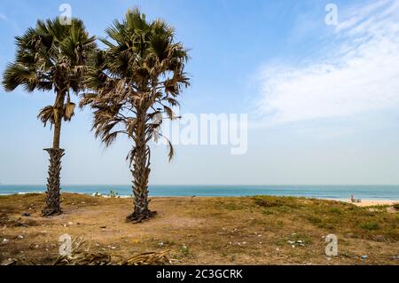 Two palm trees on Bijilo Beach Stock Photo