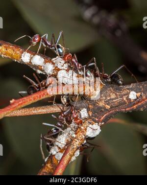 Large red and black ants feeding on scale insects, garden pests. on branch of shrub against dark green background, in Australia Stock Photo