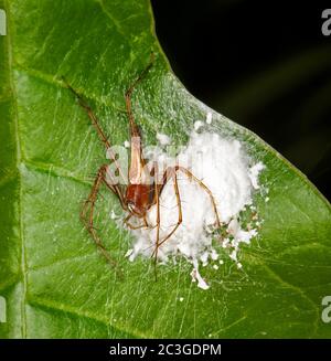 Colourful and spiny Lynx spider, Oxyopes species, with white egg sac on bright green leaf against dark background, in an Australian garden Stock Photo