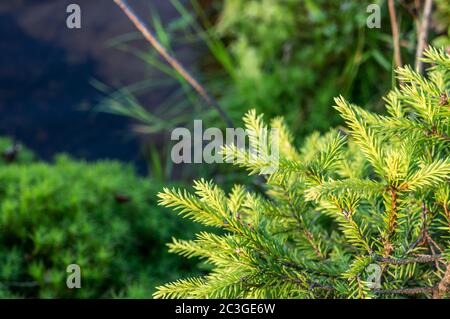 Natural forest scenery with young branches of fir tree in foreground, moss and water Stock Photo